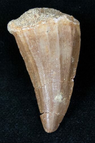 Bargain Fossil Mosasaurus Tooth #12737